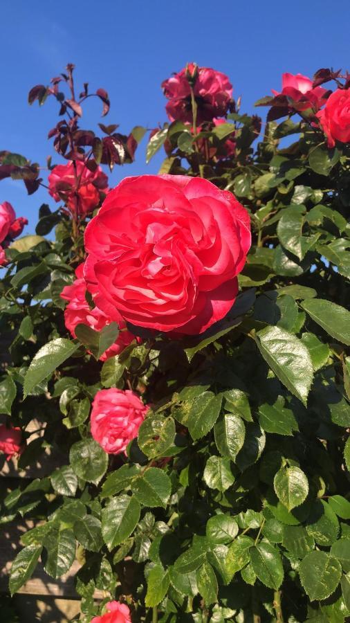 Bed and Breakfast La Vie En Rose Зирикзе Экстерьер фото